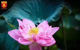 Dịu dàng mùa sen Hà Nội